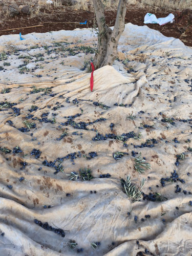 Hakiki Nizip Siyah Zeytinden Soğuk Sıkım Zeytinyağı - 2